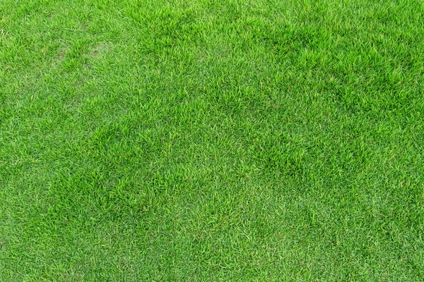 Textura de hierba verde para el fondo. Patrón de césped verde y textu — Foto de Stock