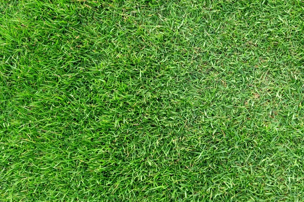 Зеленая текстура травы для фона. Зеленый рисунок газона и textu — стоковое фото