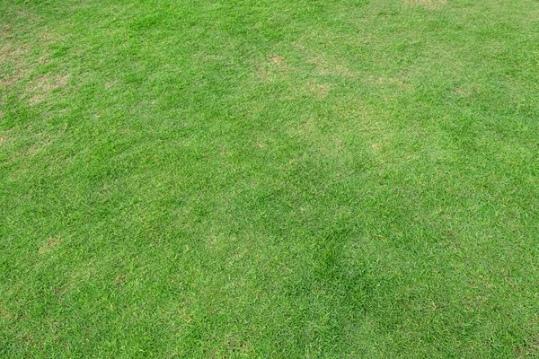 Текстура зеленої трави для тла. Зелений візерунок і текстура газону — стокове фото
