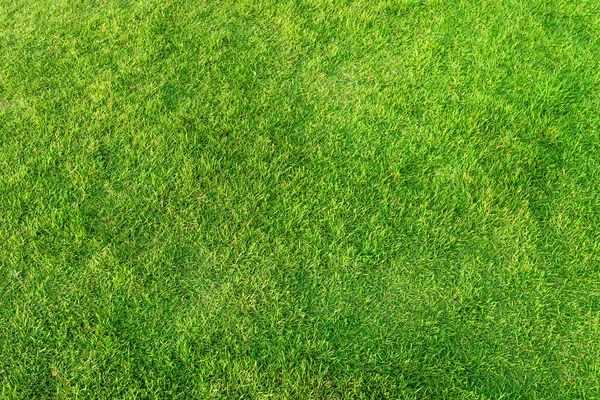 人工绿草背景。 绿草地面纹理 — 图库照片