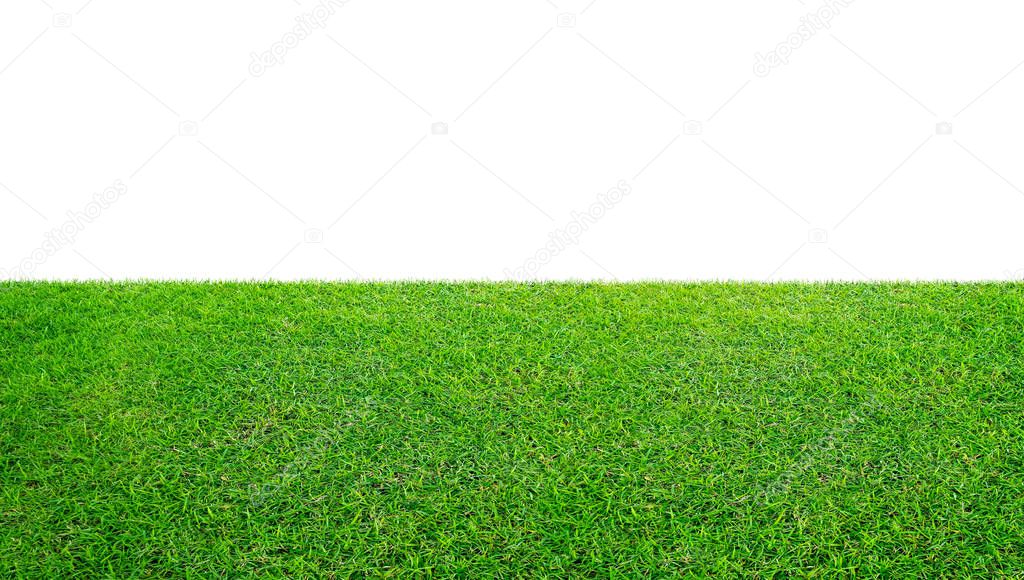 Green grass meadow field from outdoor park isolated in white background with clipping path. Outdoor countryside meadow nature. Landscape of grass field in public park use as natural background.