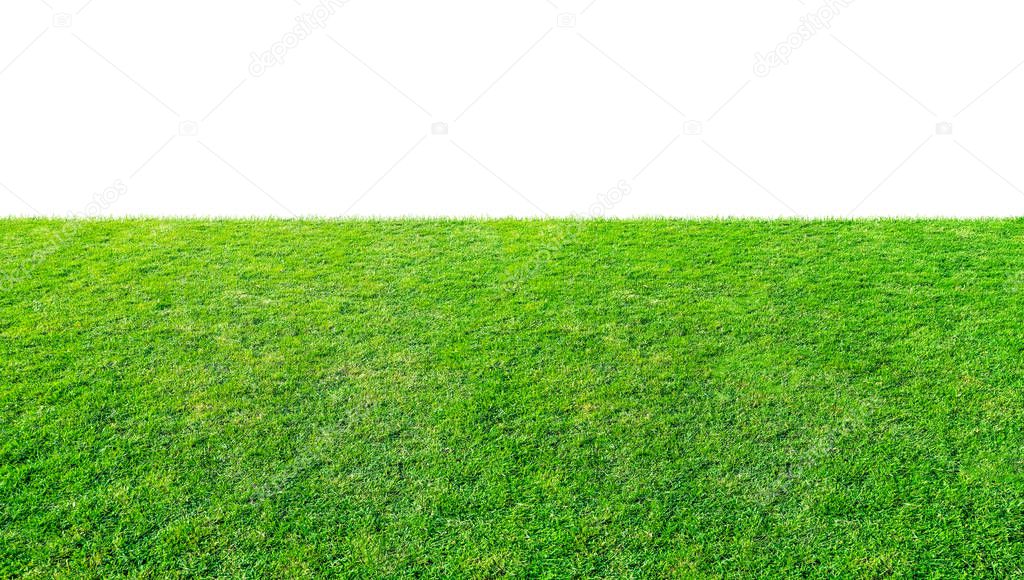 Green grass meadow field from outdoor park isolated in white background with clipping path. Outdoor countryside meadow nature. Landscape of grass field in public park use as natural background.