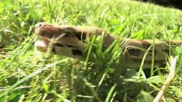 Python plazit v trávě — Stock video