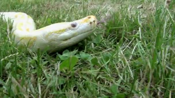 Python krypa i gräset — Stockvideo