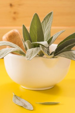 Canlı Sarı zemin üzerine beyaz seramik harç içinde taze adaçayı.