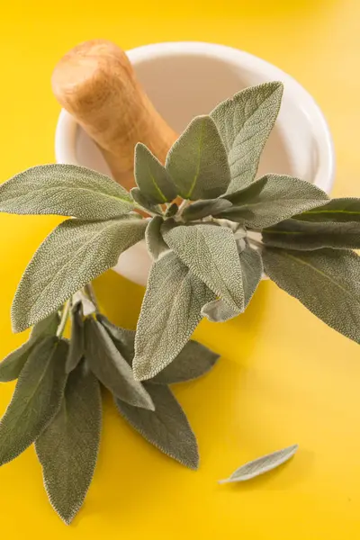 Salvia fresca in malta ceramica bianca su fondo giallo vivo . — Foto Stock