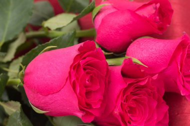 Yan closeup kırmızı zemin üzerine kırmızı gül buketi.