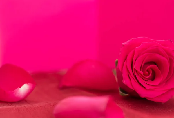 Крупный план красной розы и лепестков, на розовом фоне и копировальном пространстве . — стоковое фото