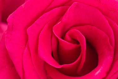 Kırmızı gül yaprakları, arka plan closeup.