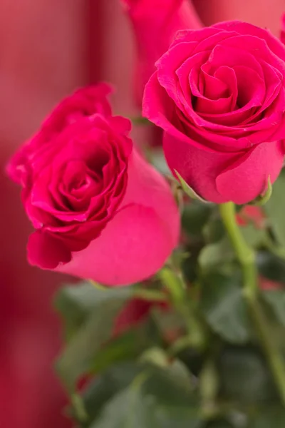 Primer plano del ramo de rosas rojas, con fondo borroso de tela roja . —  Fotos de Stock