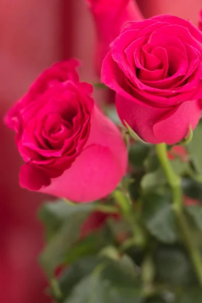 Close-up van rode rozen boeket, met rode stof achtergrond wazig. Stockfoto