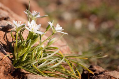Yaz saati arka plan beyaz whildflowers kaya ile.