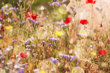 Yaz saati rüya gibi bokeh arka plan ile sahada kır çiçekleri.