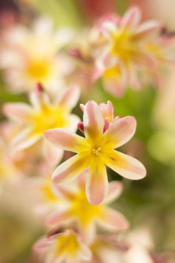 Renkli çiçek arka plan, bulanıklık ve bokeh.