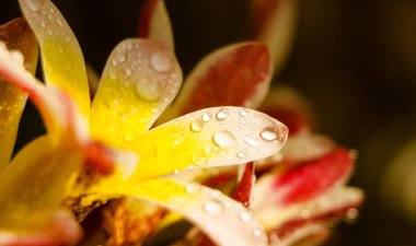 Islak çiçek yaprakları. Renkli çiçek closeup arka plan bulanıklık ile.