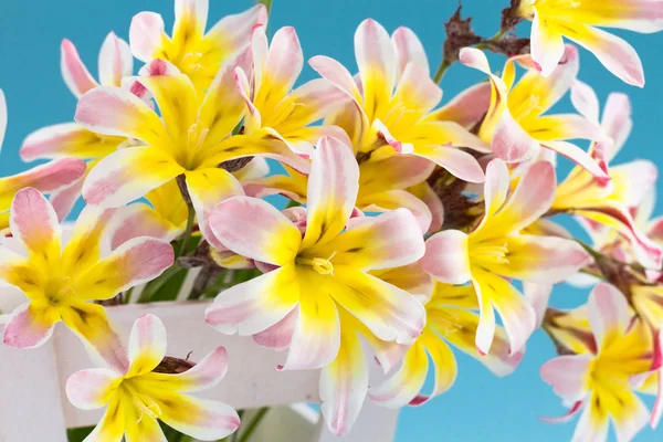 Colorful spring flower bouquet, on light blue background. — Stock Photo, Image