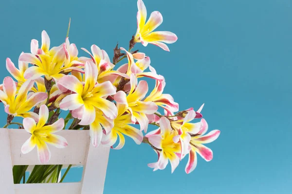 Colorful spring flower bouquet, in white wooden container and on light blue background. — Stock Photo, Image