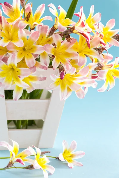 Colorful spring flower bouquet, in white wooden container and on light blue background. — Stock Photo, Image