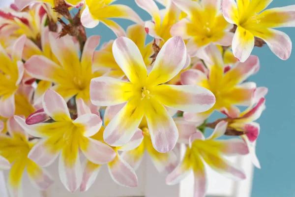 Colorful spring flower bouquet, on light blue background. — Stock Photo, Image