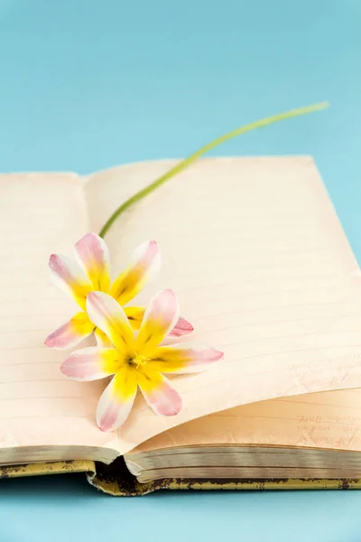 Coloridas flores de primavera, con diario abierto en blanco para texto, sobre fondo azul claro . —  Fotos de Stock