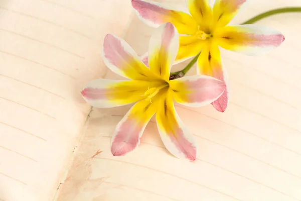 Boş açık günlük sayfaları, closeup arka plan ile renkli bahar çiçekleri. — Stok fotoğraf