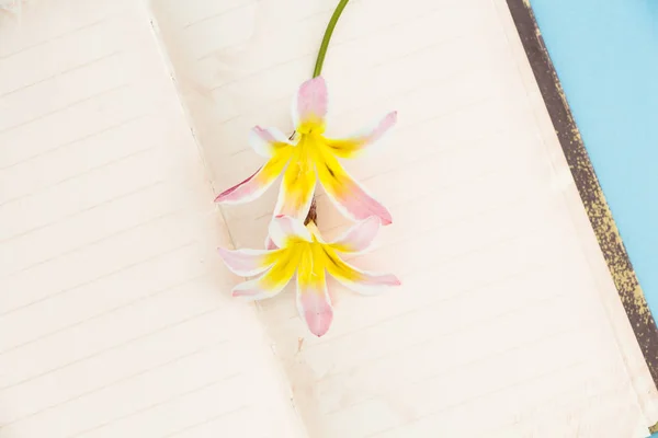 Boş açık günlük sayfaları, closeup arka plan ile renkli bahar çiçekleri. — Stok fotoğraf