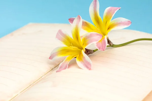 Kleurrijke Lentebloemen, met lege open dagboek voor tekst, op lichte blauwe achtergrond. — Stockfoto
