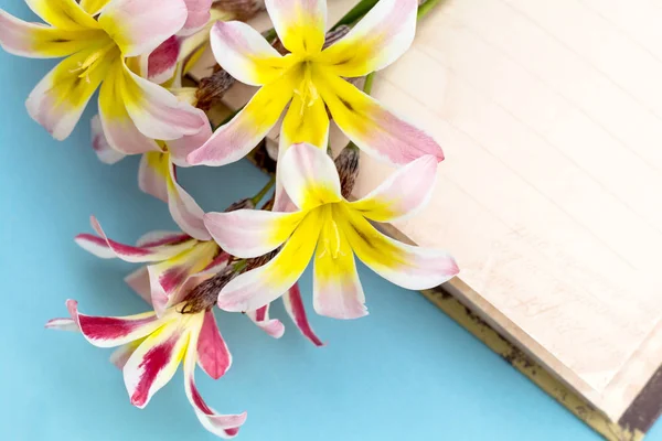Yönelik, açık mavi renkli boş açık günlüğü ile renkli bahar çiçekleri. — Stok fotoğraf