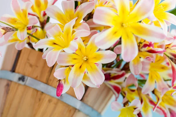 Colorful spring flower bouquet, on light blue background. — Stock Photo, Image