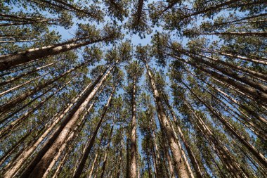 Uzun boylu Pines adlı ararken