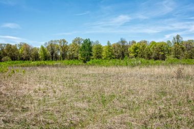 Meşe savana manzara