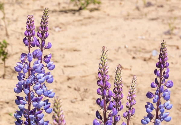 Wild lupine bloemen — Stockfoto