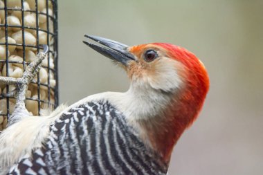 Baltimore sarıasma ağaçta