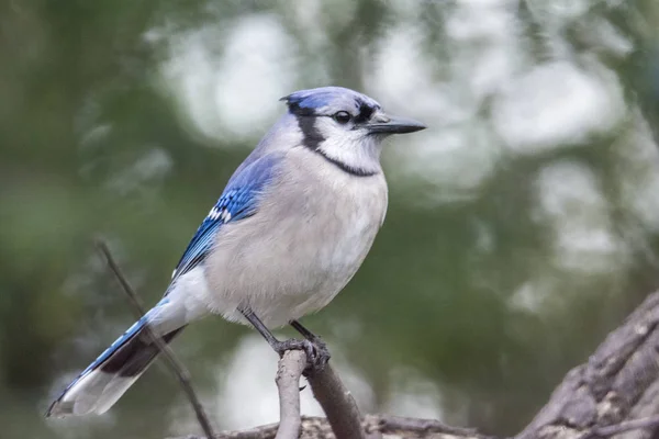 Pássaro gaio azul — Fotografia de Stock