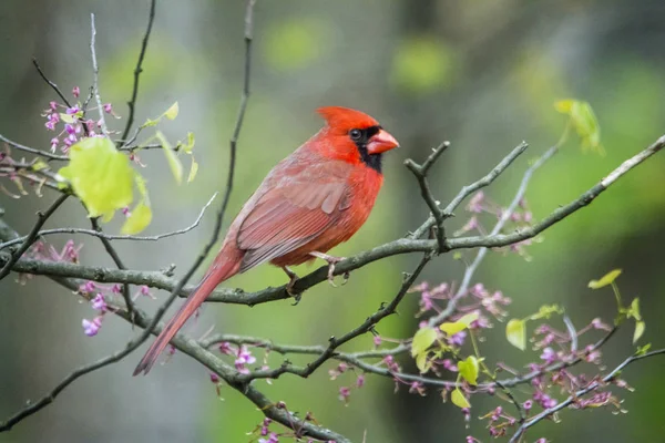Cardenal del Norte en un árbol Redbud —  Fotos de Stock