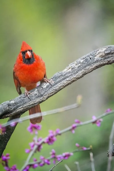 Cardinal du Nord dans un bourgeon rouge — Photo
