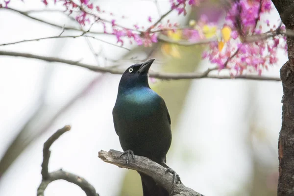 Grackle común en un árbol Redbud —  Fotos de Stock