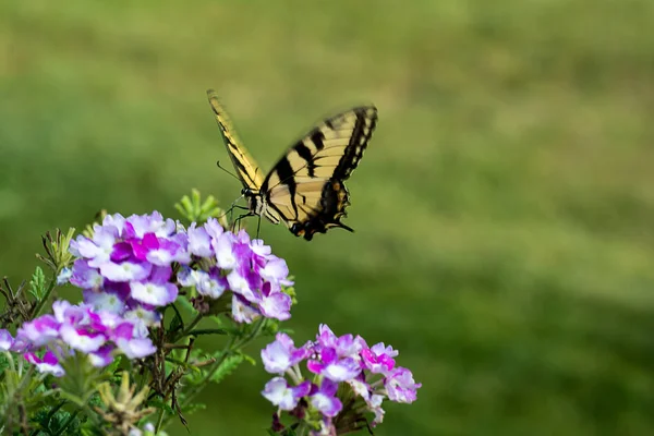 Tweezijdige Swallowtail Butterfly Stockfoto