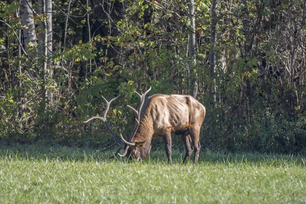 Bir alanda otlayan boğa Elk — Stok fotoğraf