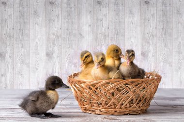 Hasır sepet içinde sevimli ördek yavrusu. Bir ördek onların sepet dışarı düştü.