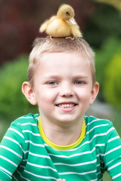 Niño jugando con un patito pequeño.Pato sentado en la cabeza del niño . — Foto de Stock