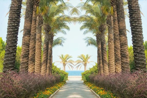 Alley of palm trees leading from the sea. — Stock Photo, Image