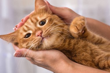 Güzel kızıl saçlı kedi onun metresi ellerinde.