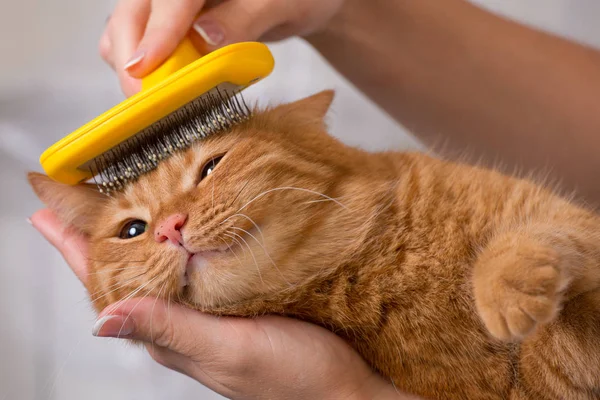 Mujer peinando su pelirroja gato — Foto de Stock