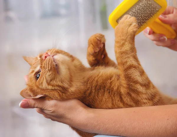 Mujer peinando su pelirroja gato — Foto de Stock