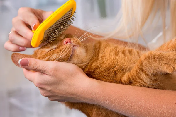 Mujer peinando su pelirroja gato — Foto de Stock