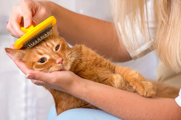 Kadın Kızıl saçlı kedisini penye — Stok fotoğraf