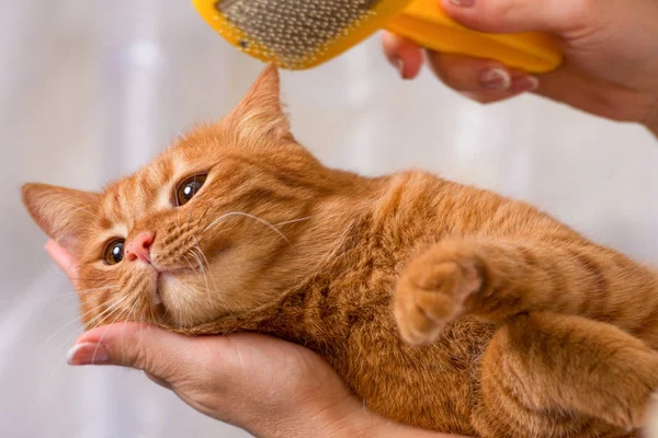 Mujer peinando su pelirroja gato — Foto de Stock