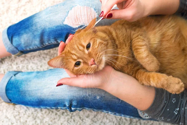 Una Mujer Está Limpiando Las Orejas Gato Pelirrojo Casa — Foto de Stock