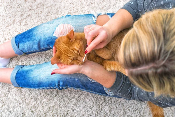 Una Mujer Juega Con Mascota Limpia Las Orejas Gato Pelirrojo — Foto de Stock